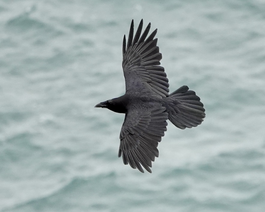 raven
